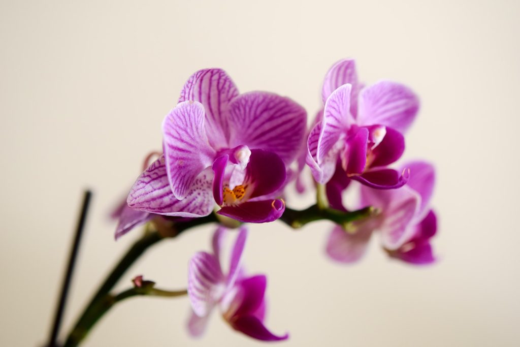 Orchid stem