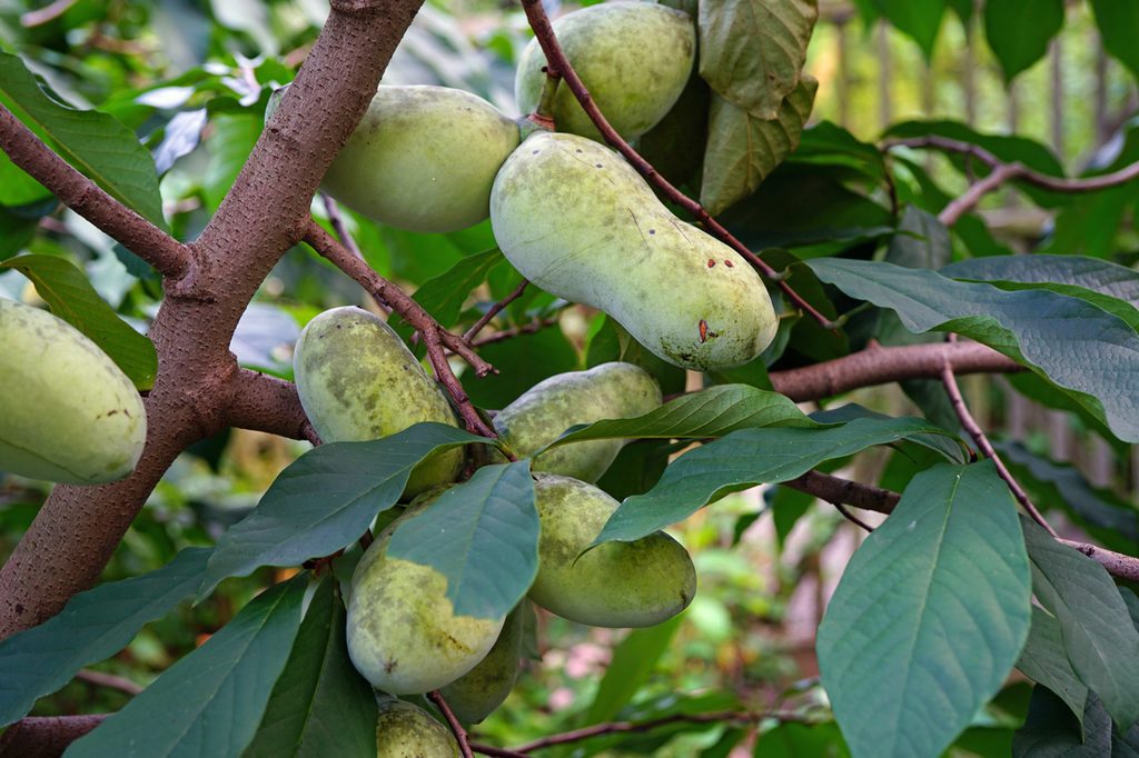 A tree growing pawpaw fruit