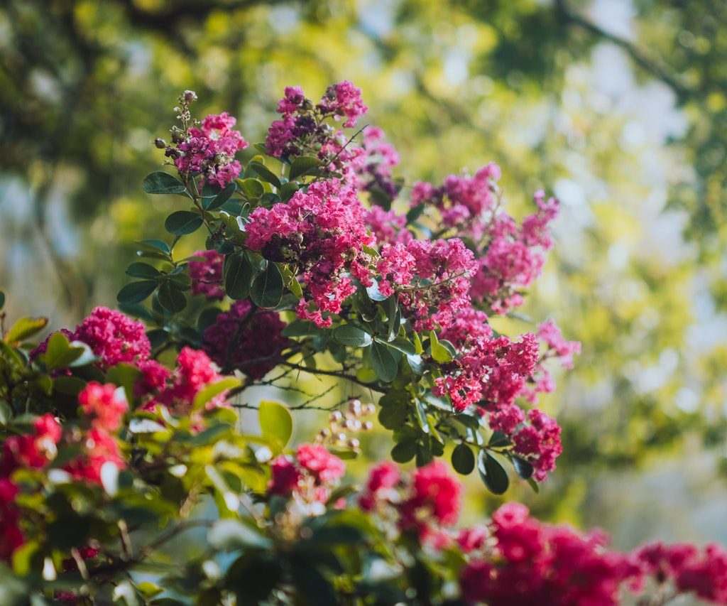 flowering crape myrtle