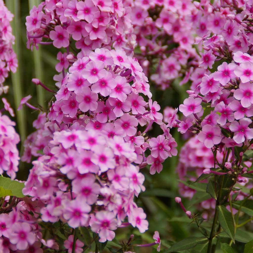Phlox flowers