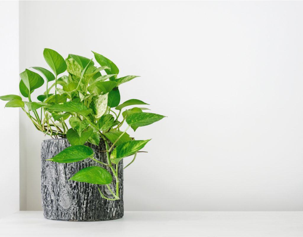 Pothos in a pot