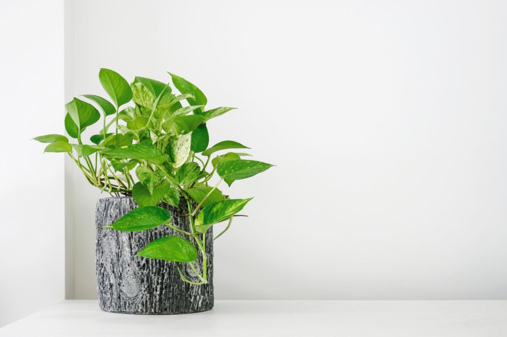 Pothos in a pot