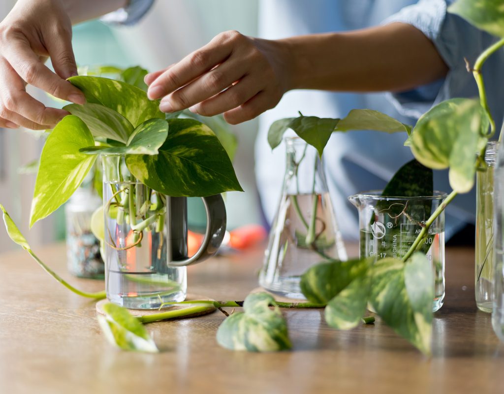 Person propagating pothos cuttings