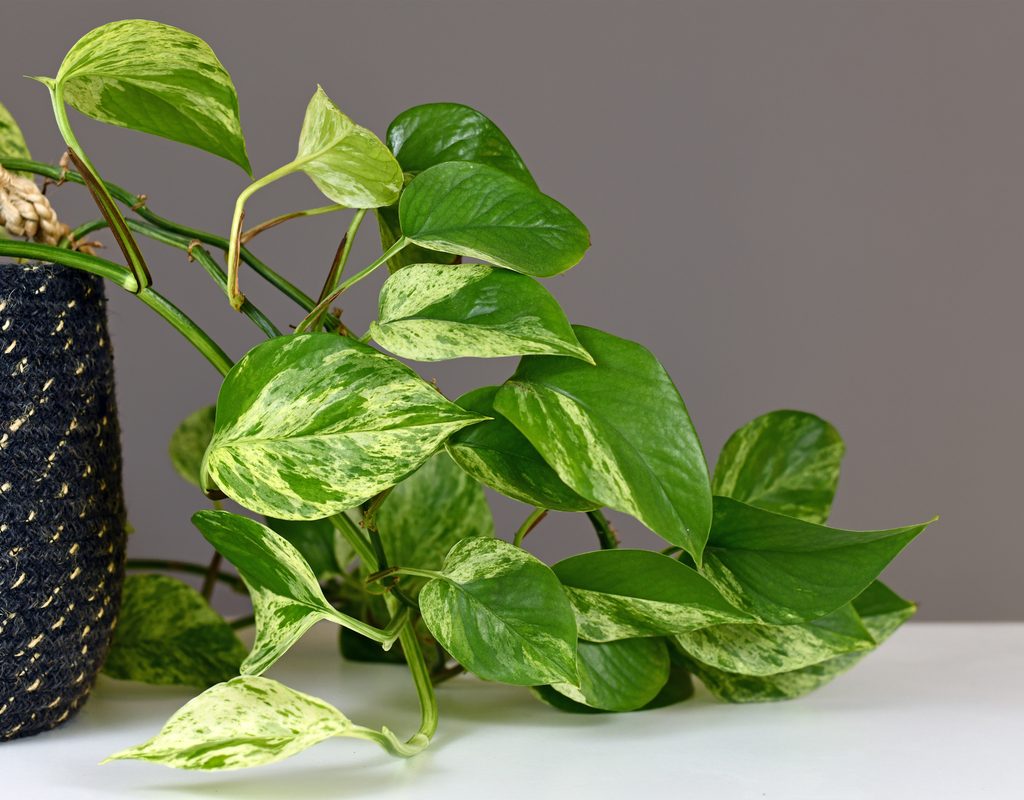Pothos vines