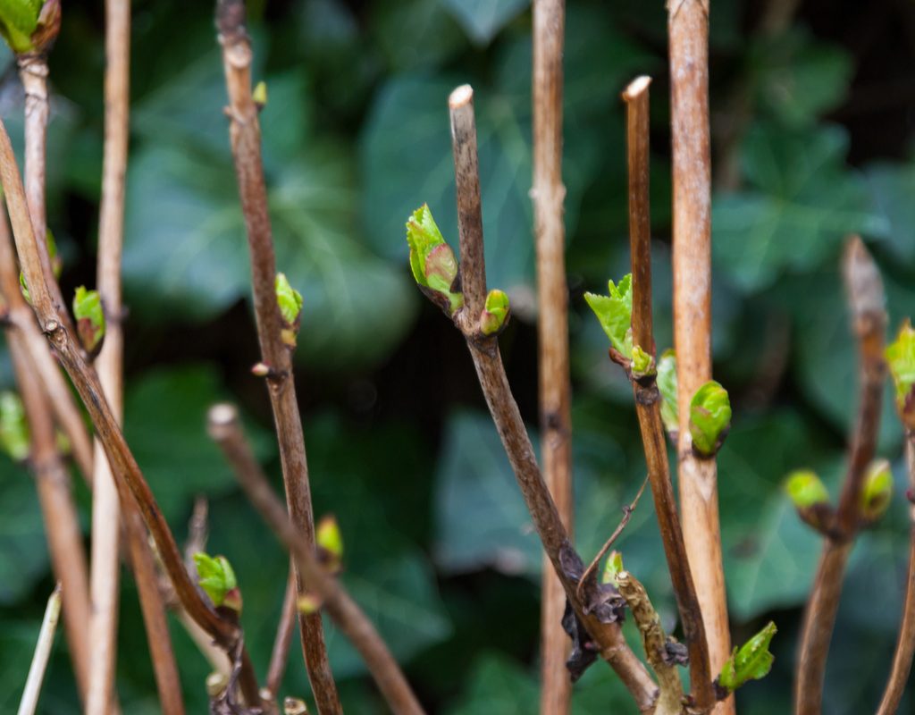 Hydrangea stems that have been pruned, cut at a slight angle just above leaf nodes