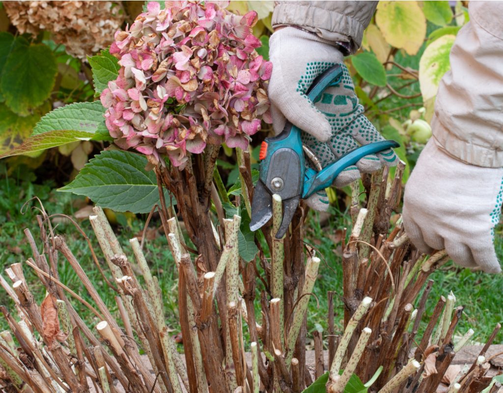 Gardener using pruning shears to cut back a hydrangea