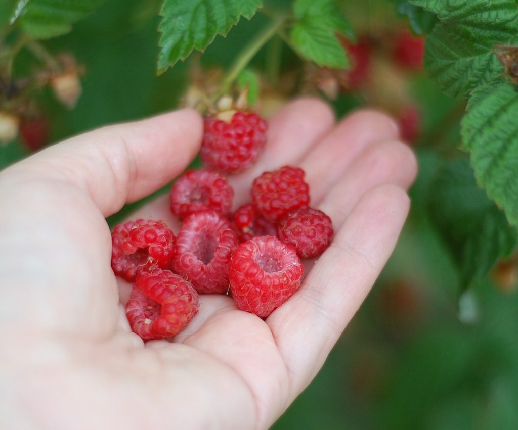 A person holding a palmful of red raspberries