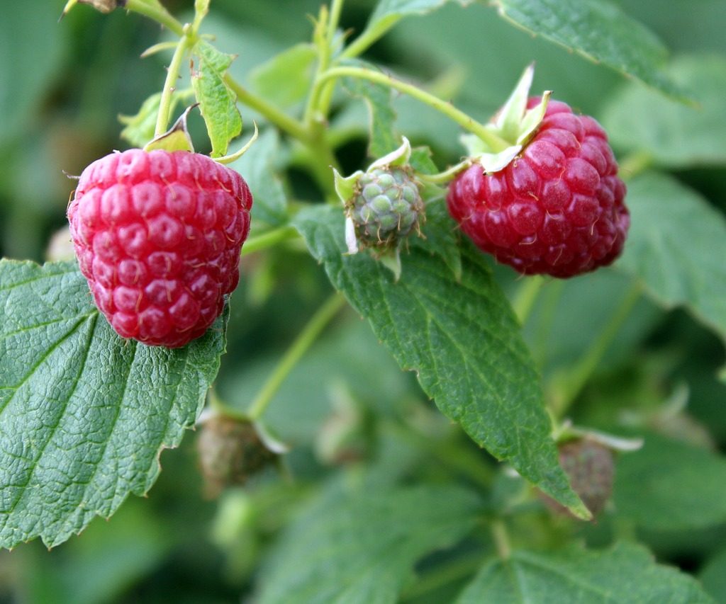 Two ripe raspberries with an unripe raspberry between them