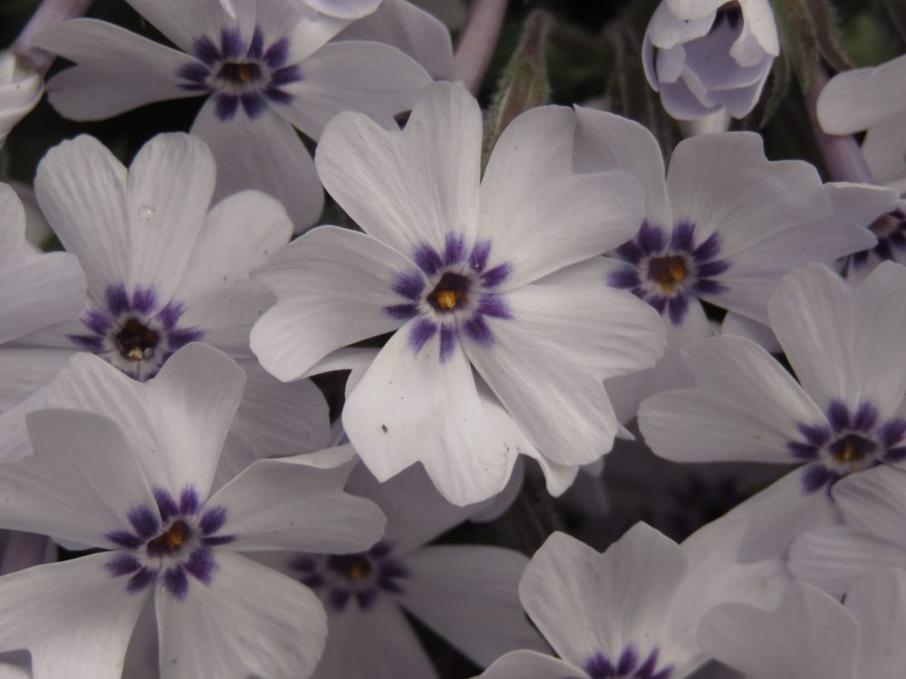 Phlox subulata flowers