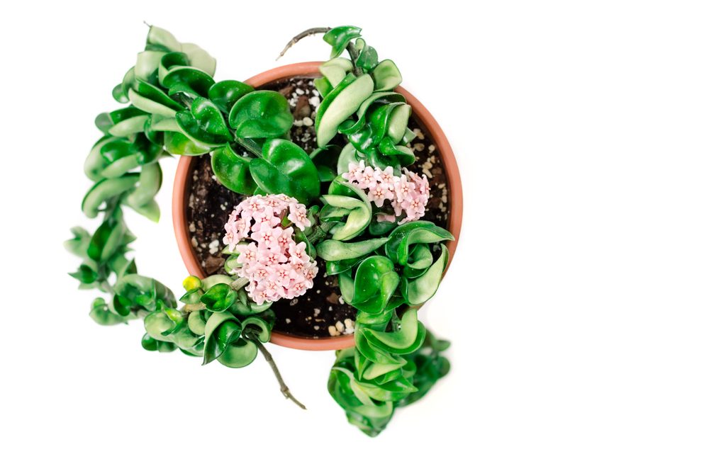 hoya compacta in bloom