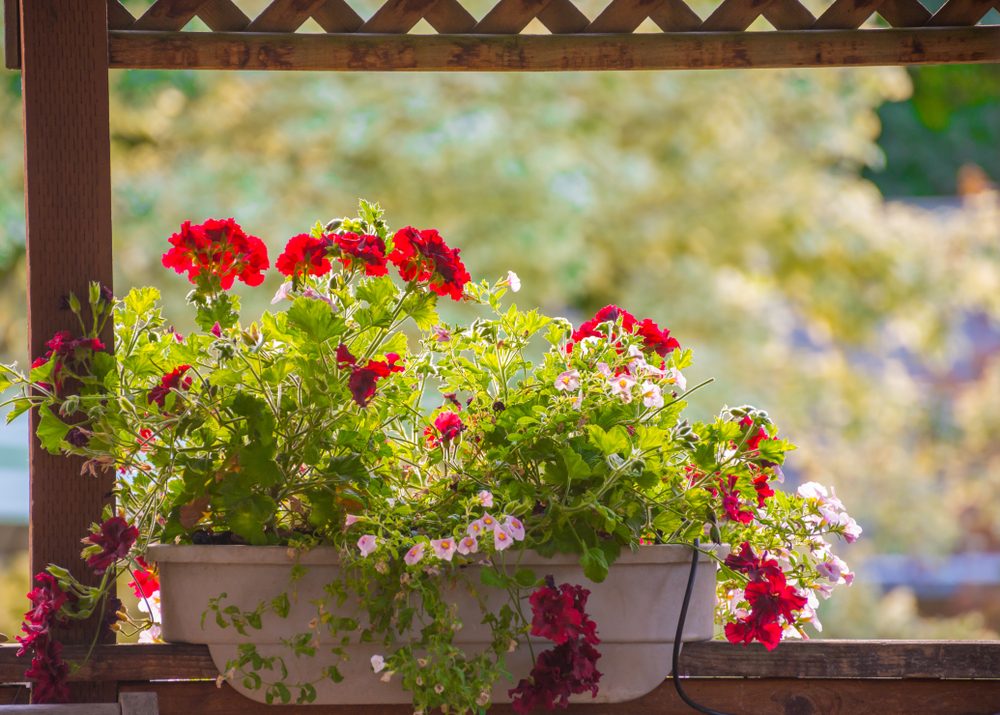 Planter with red geraniums