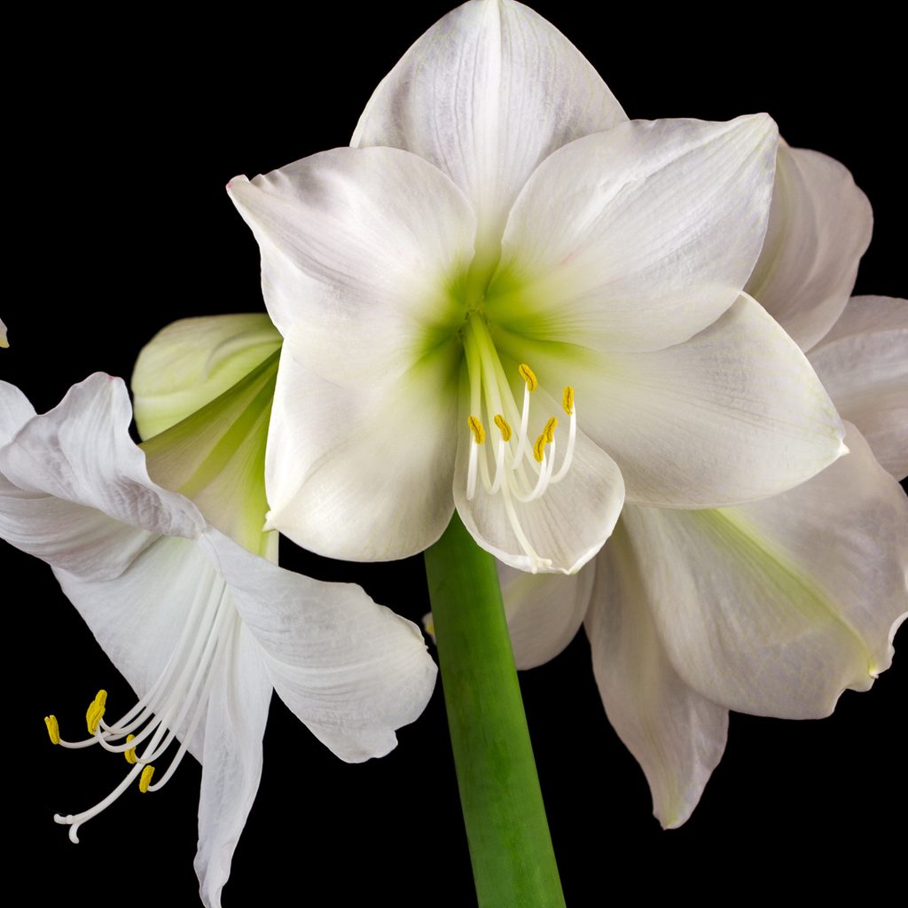 White amaryllis