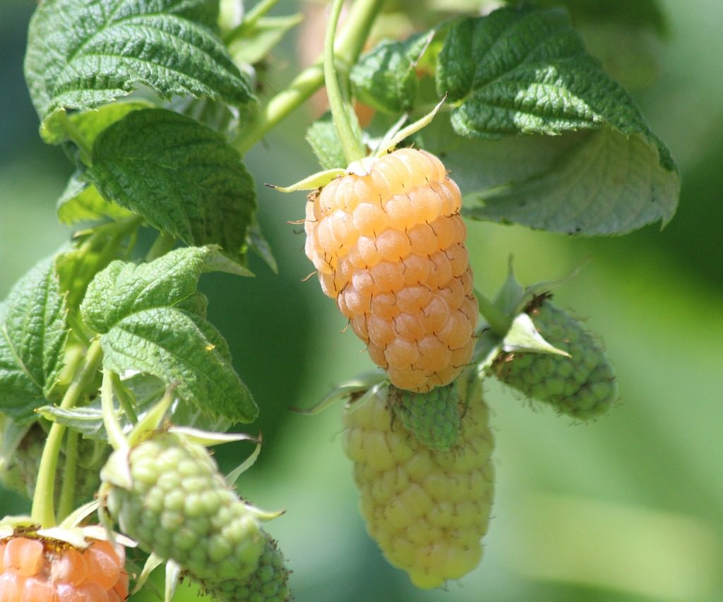 Yellow raspberries growing on a vine