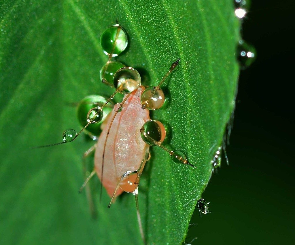 A close-up of an aphid biting a leaf