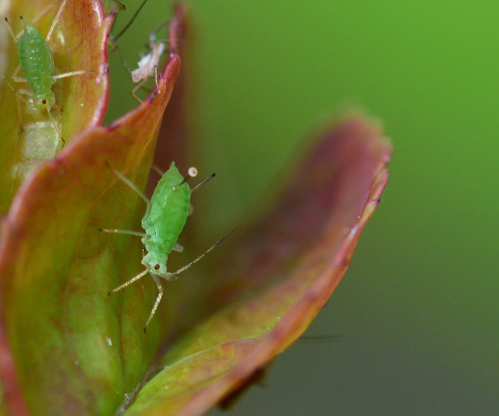 An aphid on the petals of a rose that isn't fully open