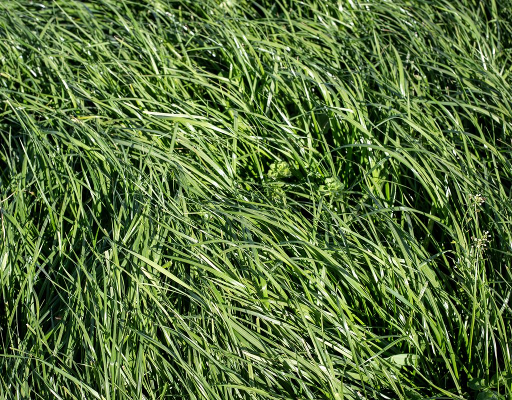 Tall fescue grass bent by the wind
