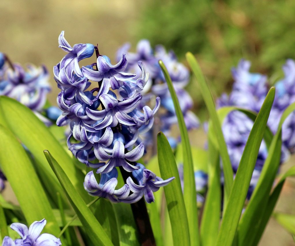 A cluster of dark blue and white striped hyacinths