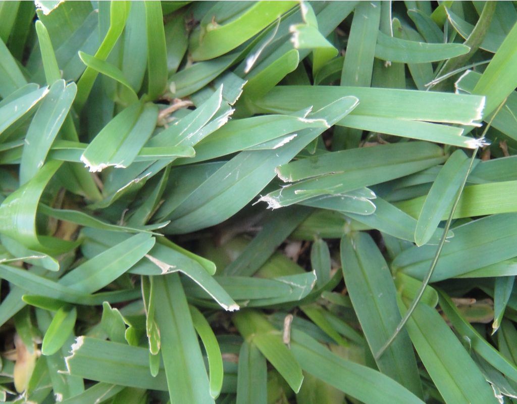 A close-up of centipede grass