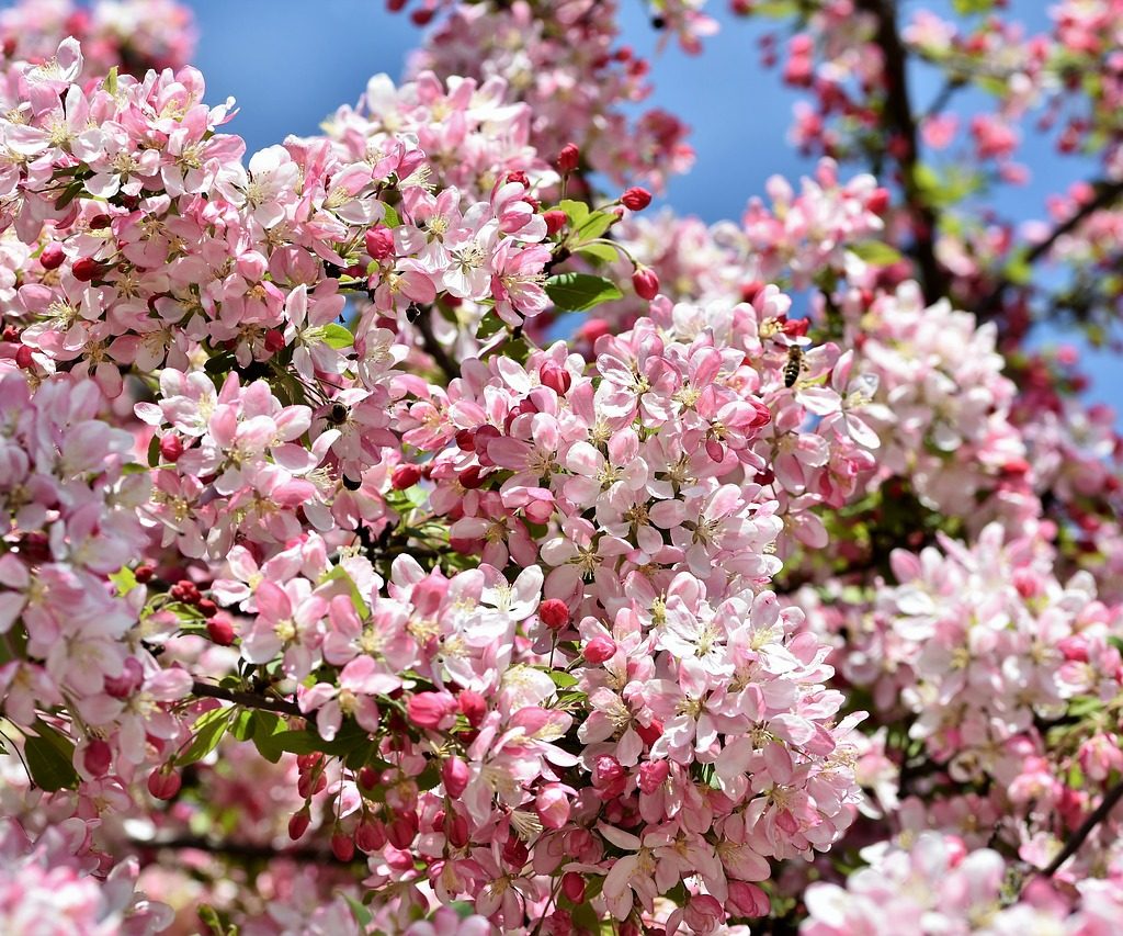 Crabapple tree in bloom