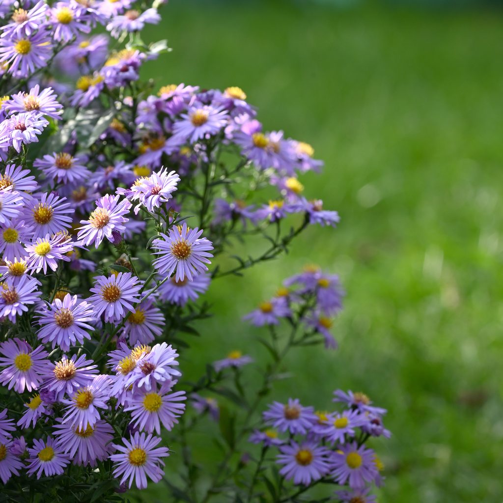 Easter daisies