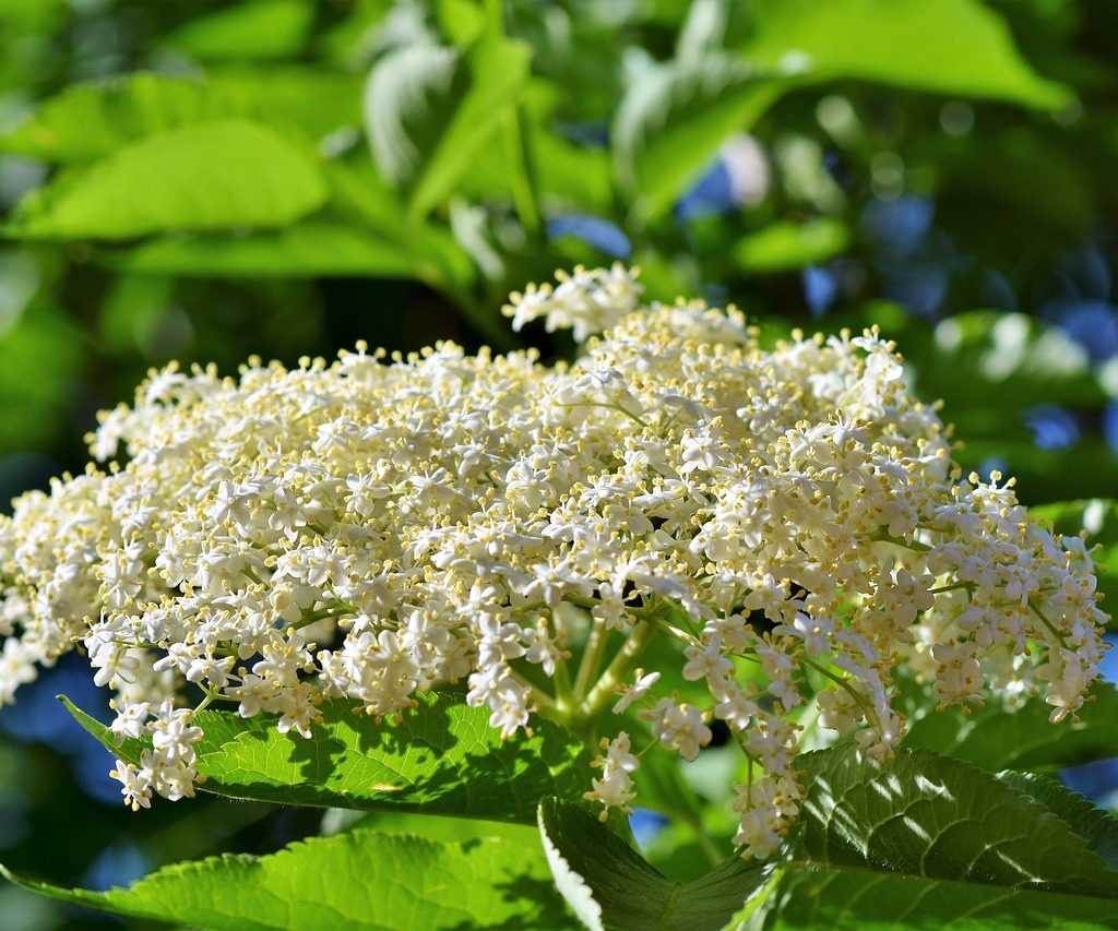 A cluster of small white elderberry flowers
