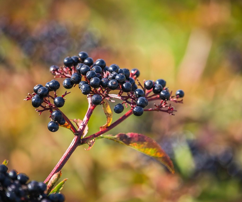 A red stem with several dark elderberries on it