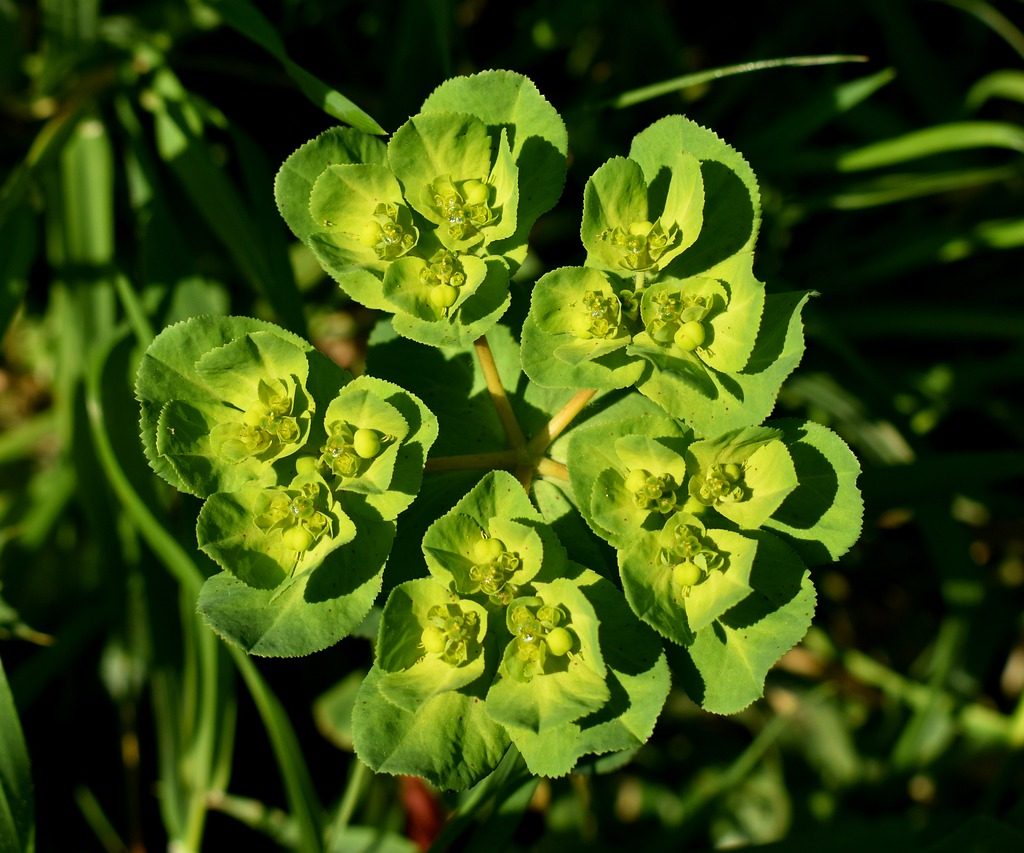 A green and yellow euphorbia flower
