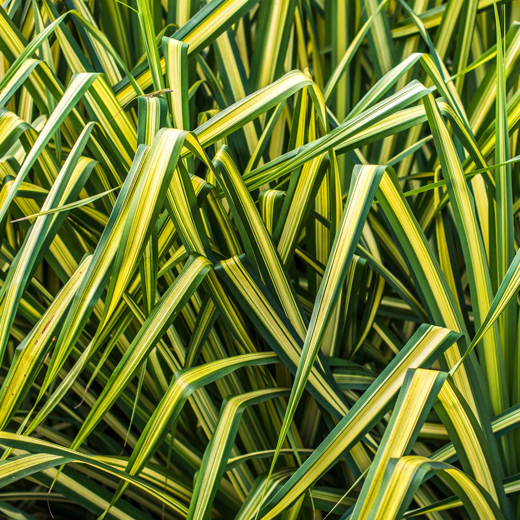 Evergold carex grass
