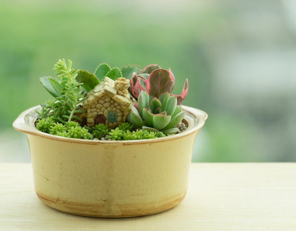 A small pot with a tiny house plant and succulents