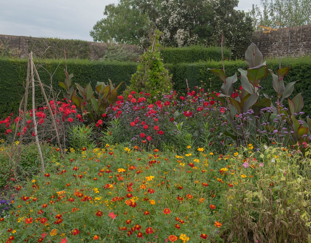 A garden of wildflowers and small shrubs