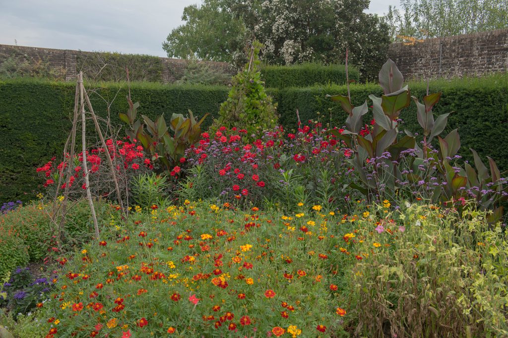 A garden of wildflowers and small shrubs