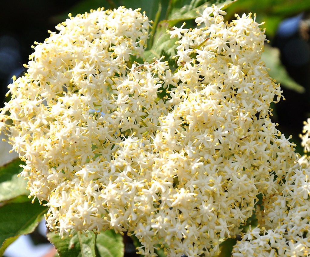 A large cluster of tiny white and yellow elderberry flowers