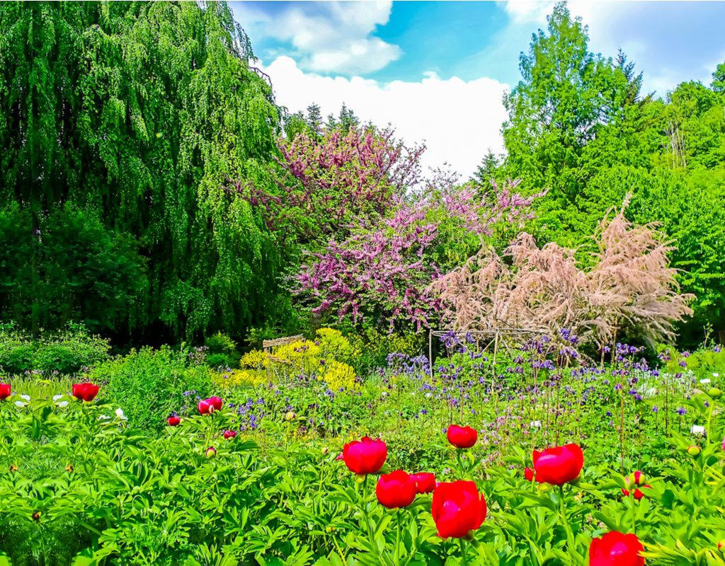 A garden of flowers and trees