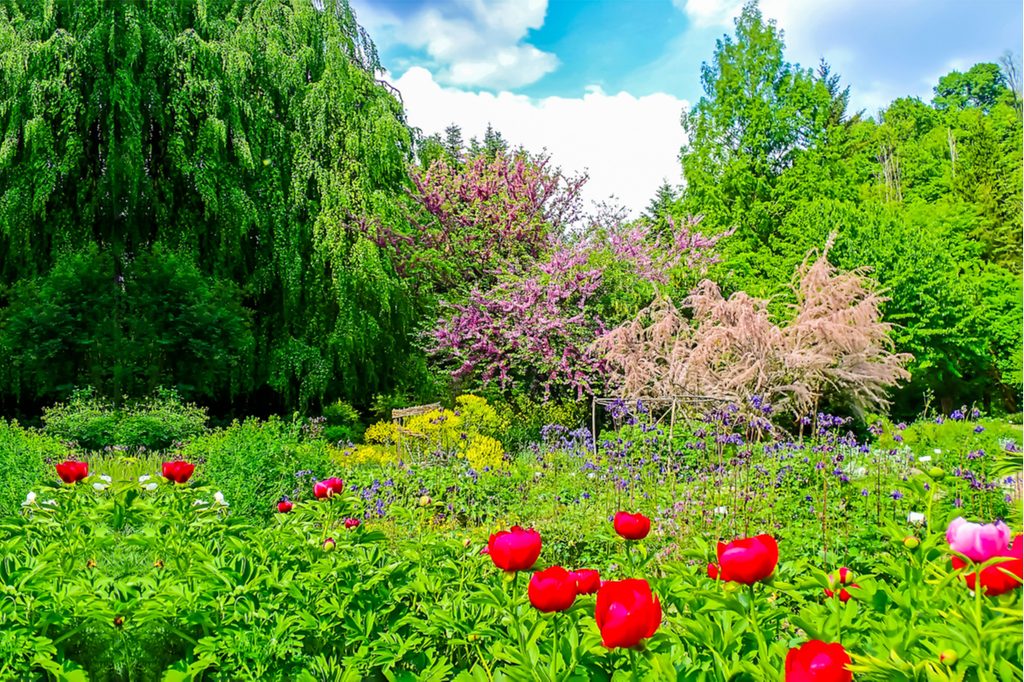 A garden of flowers and trees