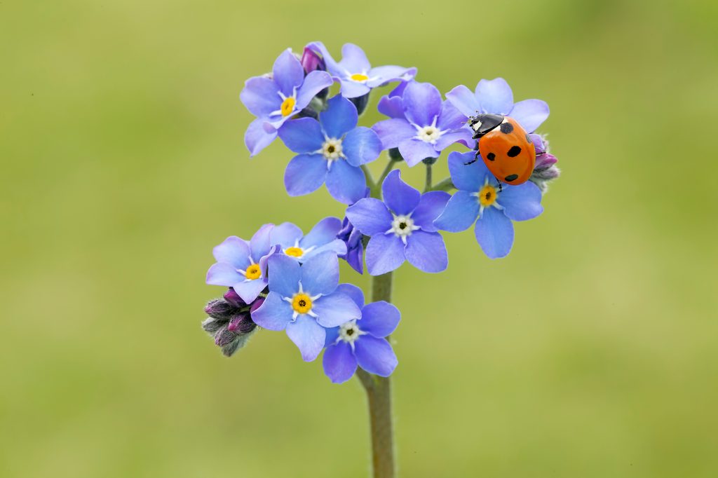 Ladybug on forget-me-not