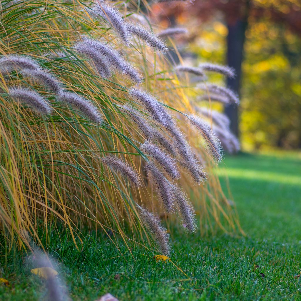 Fountain grass