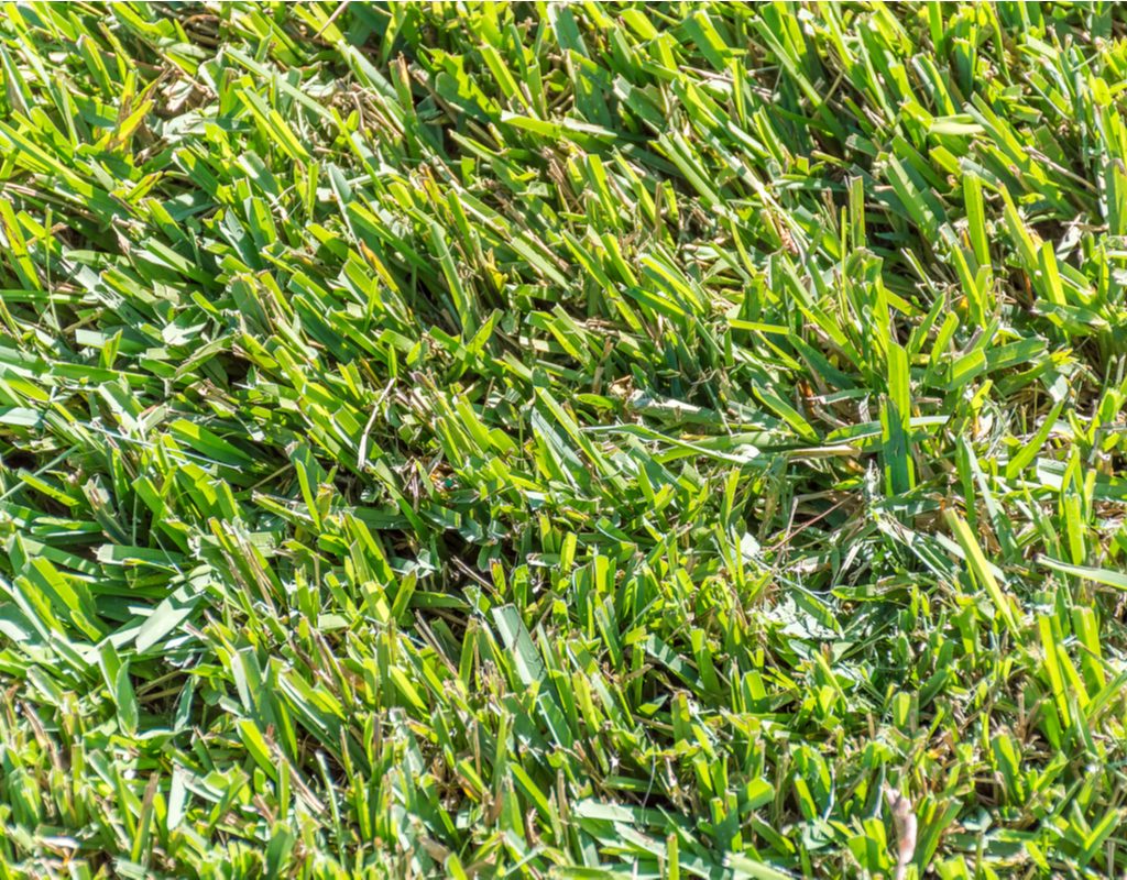 Centipede grass in the sun