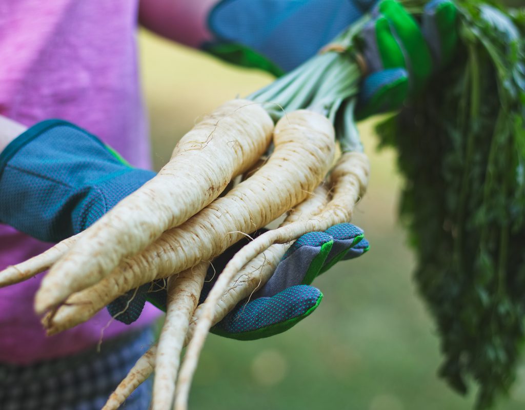 A person wearing blue gloves and holding several parsnips