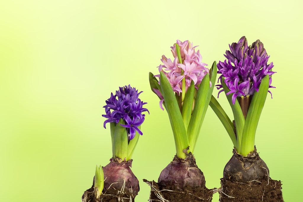 Three brown bulbs with hyacinths