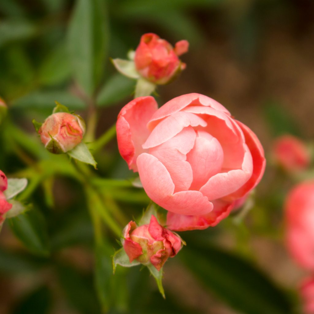 Coral Knock Out roses
