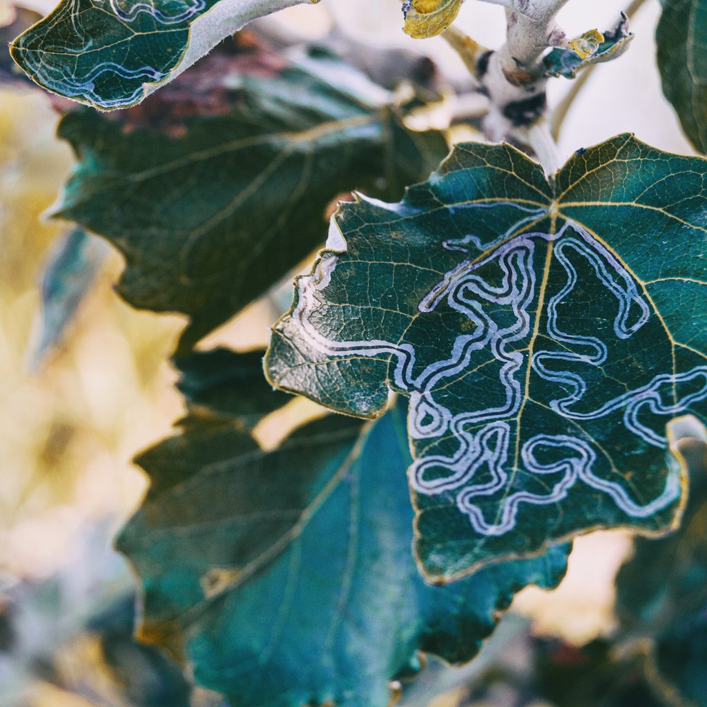 Leaf miner damage