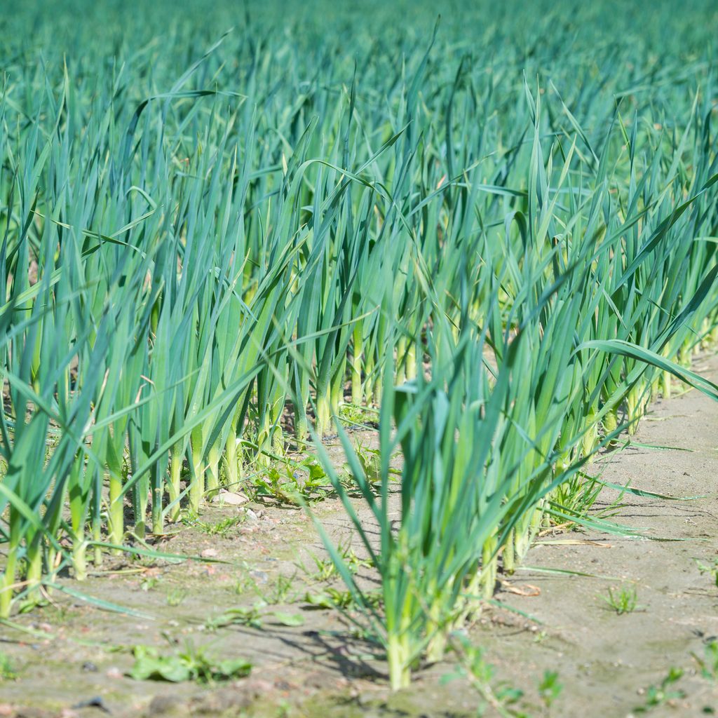 Leeks in the garden