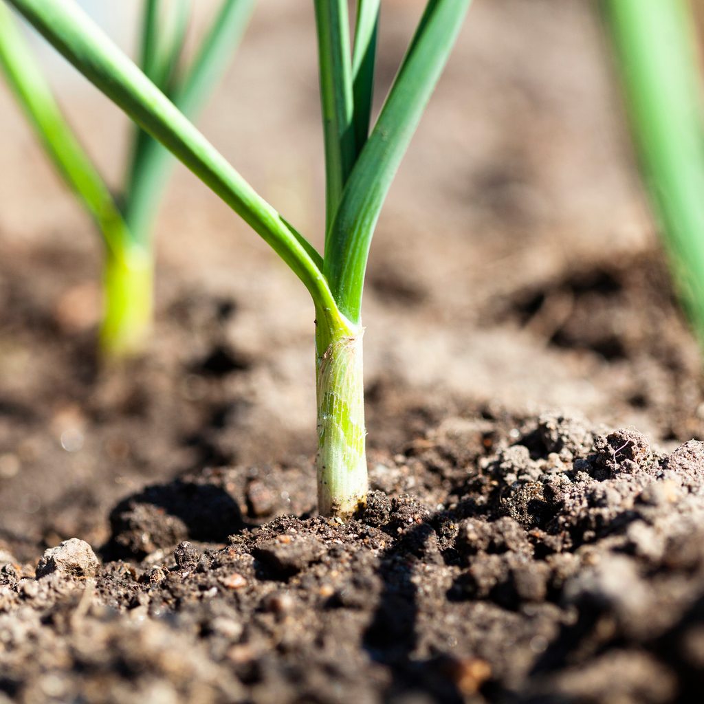 Leeks in the ground