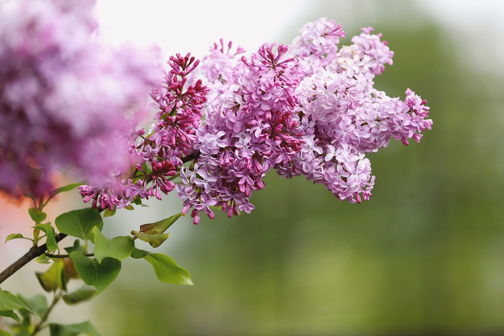 Lilac flowers