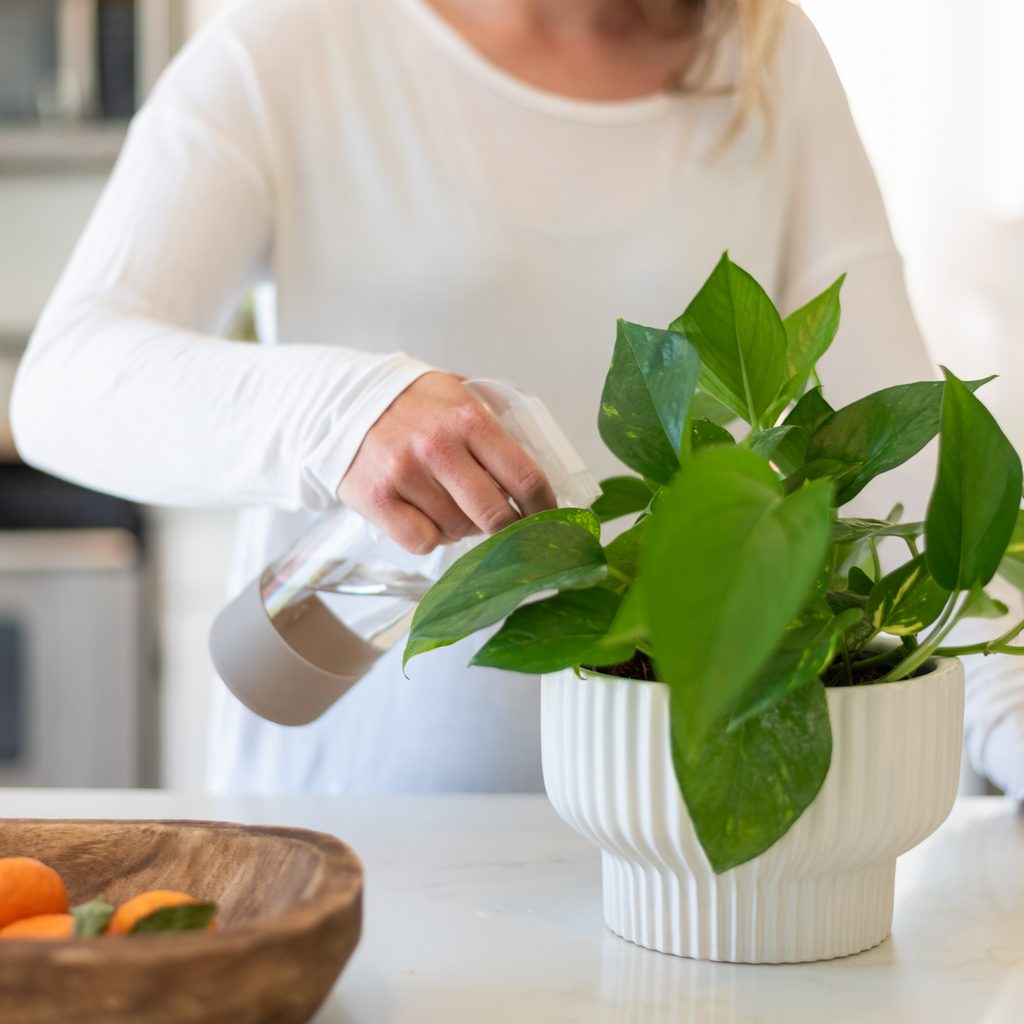 Person misting a pothos