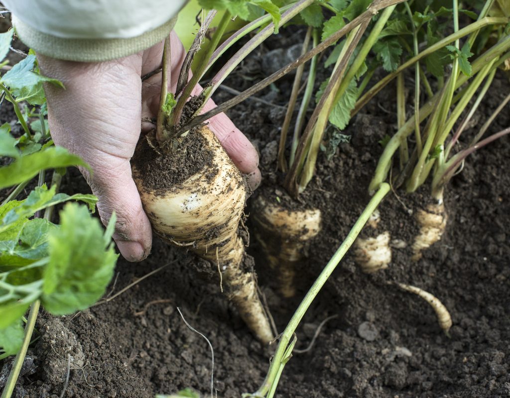 A person holding a parsnip. The end of the parsnip is still in the ground.