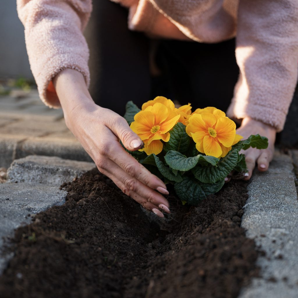 Person tending primroses