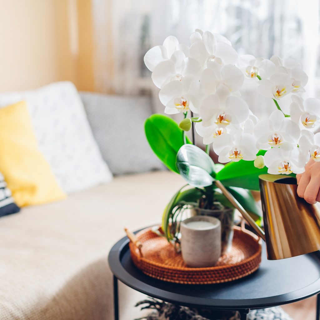 Person watering orchids