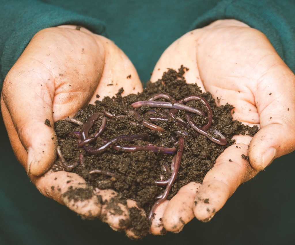 Worm compost
