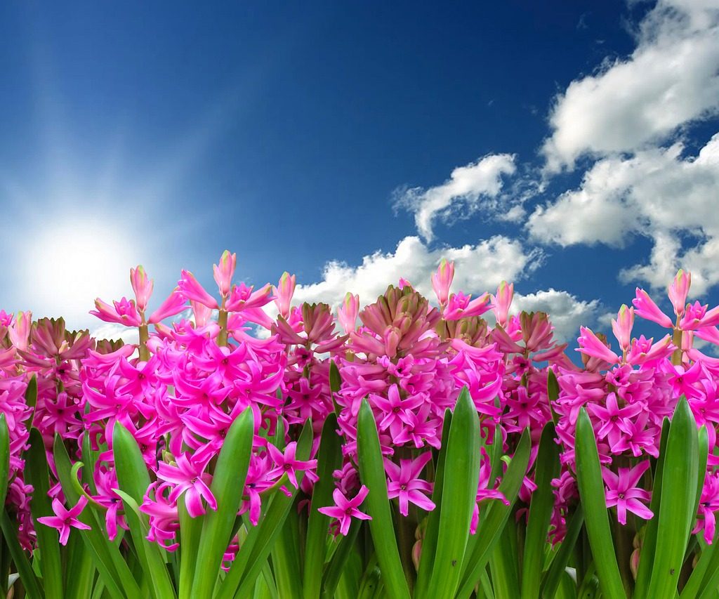 A row of bright pink hyacinths